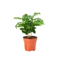 Canlı Bitki, Yeşil, 7 cm