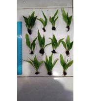 Bitki L119 Microsorum pteropus Akvaryum Bitki