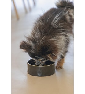 Beeztees DBL Köpek Mama Su Kabı, Seramik, Siyah, 16cm, 800ml