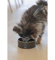Beeztees DBL Köpek Mama Su Kabı, Seramik, Siyah, 16cm, 800ml