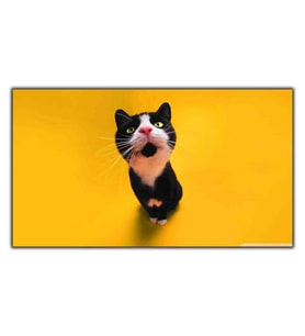 PEMBE BURUNLU SMOKİN KEDİ KANVAS TABLO