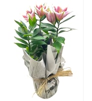 Dekor Ambalajda Pembe Lilium Çiçeği