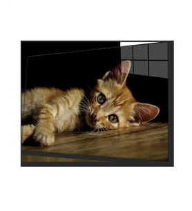 Kedi 4 Cam Tablo