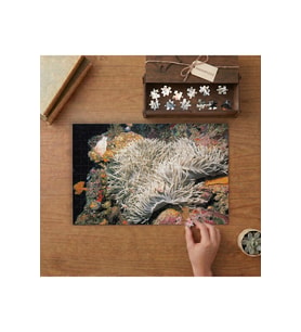 Anemon Balığı- Okyanus Canlıları Tasarımı 240 parça Ahşap Puzzle Ahşap Kutuda MP00246