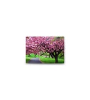 Manolya Ağacı Tablo - 105758 - 40x30 Cm
