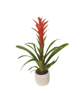 Red Guzmanya