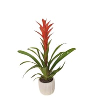 Red Guzmanya