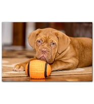 Cakatablo Kahverengi Boxer Yavrusu ve Turuncu Topu MDF Tablo