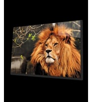 Aslan 3 Cam Tablo