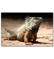 Cakatablo Kumlar Üzerinde Görkemli İguana MDF Tablo
