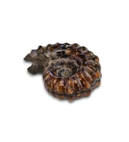 Tırtıklı Amonit Fosili Douvilleiceras Ammonite - 674-2