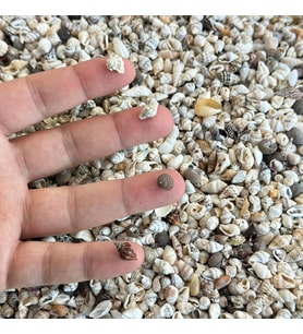 800 Adet Natural Minik Akvaryum Deniz Kabuğu Nassa Shell Karışık Minyatür Deniz Kabuğu