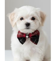 Aristokrat Ekose Silver Köpek Papyonu Tasma Yılbaşı