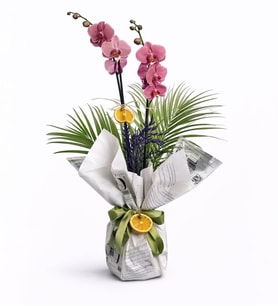 Gazete Buketli Saksıda Ateş Kırmızı Orkide & Fenix
