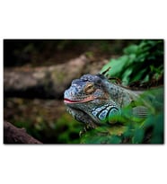 Cakatablo Muhteşem Renkleriyle Iguana MDF Tablo