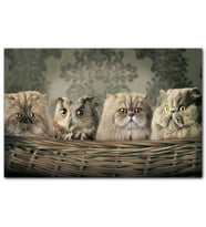 Cakatablo Sepetin İçinde Üç Kedi ve Bir Baykuş MDF Tablo
