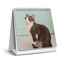 2026 KEDİ MASA TAKVİMİ-16X15 CM-SERT TAŞIYICILI-SPİRALLİ