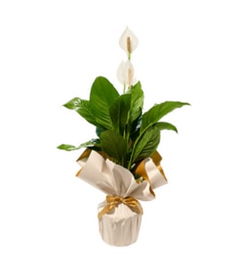 BUKET KAGIDINDA SPATİFİLYUM TASARIM