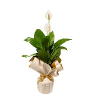 BUKET KAGIDINDA SPATİFİLYUM TASARIM