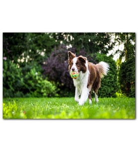 Cakatabloo Oyuncu Çoban Köpeği ve Topu MDF Tablo