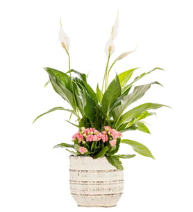 Barış Çiçeği ve Kalanchoe Çiçekleri