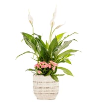 Barış Çiçeği ve Kalanchoe Çiçekleri