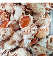 Bursa Rubeta  Kiloluk Deniz Kabuğu (1 KG)