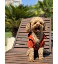 Köpek kıyafeti, Organik pamuk kumaş köpek bornozu - Kiremit