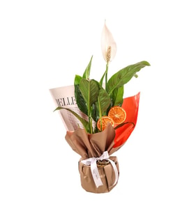 BUKET KAGIDINDA SPATİFİLYUM TASARIM