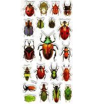 Sticker Kabartmalı Stiker Çıkartma Etiket (XHC082)-18x9 cm- Orman Böcekleri