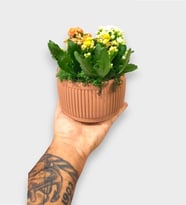 Kiremit Saksıda Renkli Kalanchoe