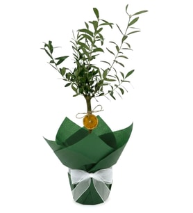 Buketli Zeytin Ağacı Bonsai