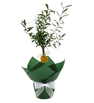 Buketli Zeytin Ağacı Bonsai
