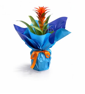 Mavi Buketli Polimer Saksıda Guzmania