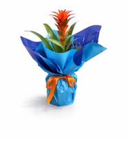 Mavi Buketli Polimer Saksıda Guzmania