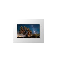 DBSanatevi Yıldızlar Altındaki Ağaç Tablo 40 X 60 Cm