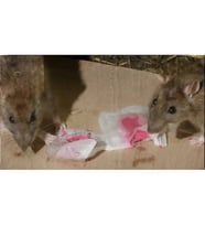 Girist Brofar Koku Yaptırmayan Etkili Fare Pastası Zehiri 10 x 10 gr (Pembe)
