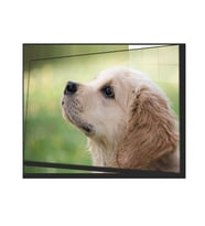 Köpek 1 Cam Tablo