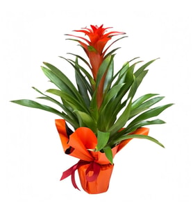 Saksıda Guzmania
