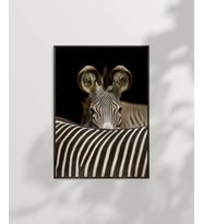 Zebra Yakın Plan Poster (Çok Renkli)
