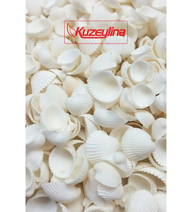 Deniz Kabuğu 500 gr Paket Clam Rose Cochles -orta