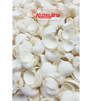 Deniz Kabuğu 500 gr Paket Clam Rose Cochles -orta