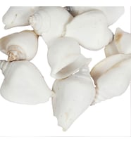 Strombus Canarium Beyaz Kiloluk Deniz Kabuğu (1 KG)