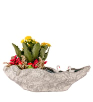 Kaya Saksıda Sarı Kalanchoe Teraryum