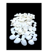 Deniz Kabukları 100 Gr NO-15-CAYCAY