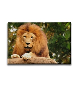 Aslan Kanvas Tablo HYY183