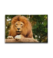 Aslan Kanvas Tablo HYY183