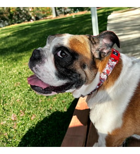 Köpek Boyun Tasması – Geri Dönüştürülmüş, Ayarlanabilir, Emniyet Tokalı – Küçük ve Büyük Irklar için – Tüy Toplamaz, Yıkanabilir, AirTag & İsimlik Uyumlu,Paws Small