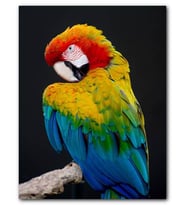 Cakatablo MDF (Ahşap) Tablo Mavi Sarı Kırmızı Macaw Siyah Arkaplan