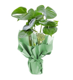 Monstera Deve Tabanı Yeşil Ambalaj
